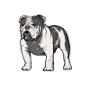 Englische Bulldogge
