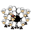 Sheep Party lots of sheep