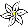 Edelweiss
