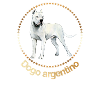 Dibujo Dogo argentino