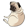 pug