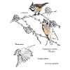 Crested tits