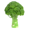 Broccoli. broccoli