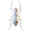 Ant