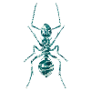 Ant