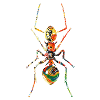 Ant