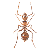 Ant
