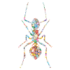 Ant