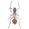 Ant