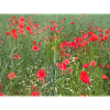 Poppy meadow