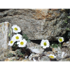 Alpine flowers