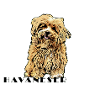 Havanese Comic Text2
