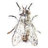 Fly