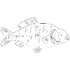 Carp fish - Fischkopp