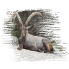 Steinbock als Sternzeichen und Wappentier
