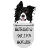 BORDER COLLIE- DOG