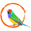 Gouldian Finch 01