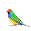 Gouldian finch 01