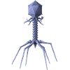 Phage
