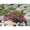Alpine roses