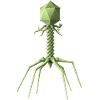 Phage