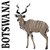 Botswana - Kudu Antelope - Safari - Africa