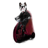 Bulldog tricycle