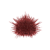 sea urchin