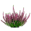 Heide. Heather Calluna vulgaris