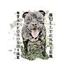 Staffordshire Bull Terrier2
