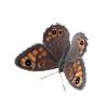 papillon