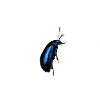 insect