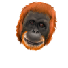 Monkey Ape Orang Utan - save them