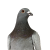 Dove. Pigeon