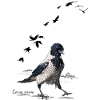 Hooded crow