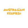 Australian kelpie