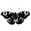 butterfly butterfly