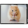 hamster