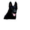 Shepherd German Shepherd Black Dog