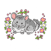 Chinchilla chinchilla lovers