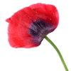 Poppy. Poppy