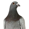 Pigeon