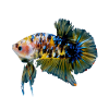 Cooler Betta Splendens Siamesischer Kampffisch