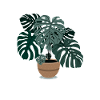 Plante Monstera Belle plante d'intérieur