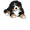 Bernese Mountain Dog puppy