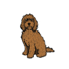 Labradoodle