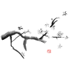 Sakura, cherry blossoms