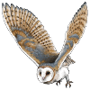 barn owl