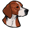 Finnish Hound