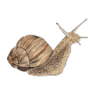 Snegle romersk snegl